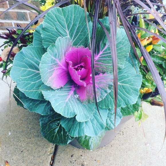 Meet your Posher, Amelia - Picture 3 of 5